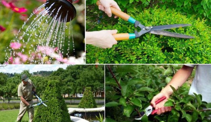 Khóa Học Trồng Và Chăm Sóc Cây Xanh 2026