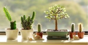 Khóa Học Trồng Và Chăm Sóc Cây Xanh 2026